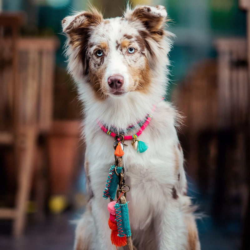 Bondi Beach Hundehalskette