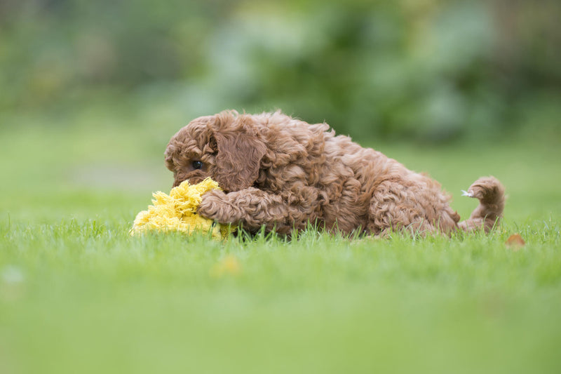 Hundespielzeug Leo Löwe