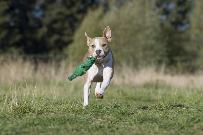 Hundespielzeug Kalli Krokodil