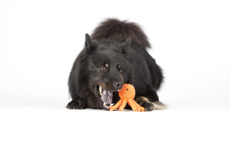 Hundespielzeug Thaddäus Tintenfisch