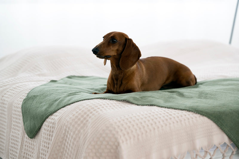 Hundedecke REVERSO, Olive-Natural