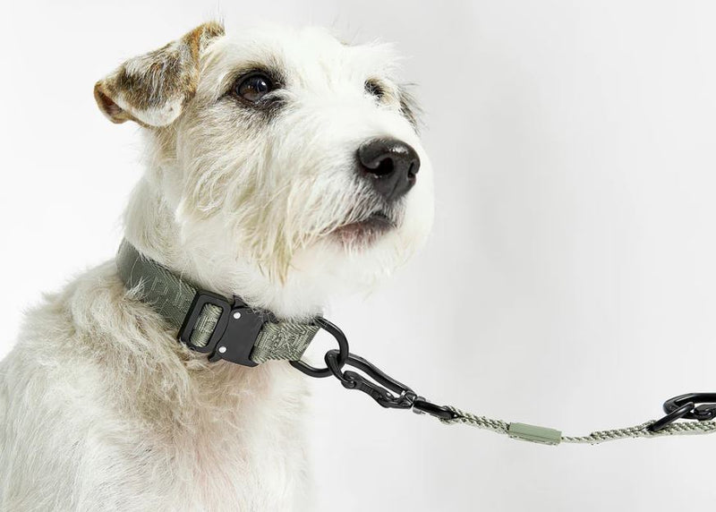 Modena Hundehalsband, Grolive