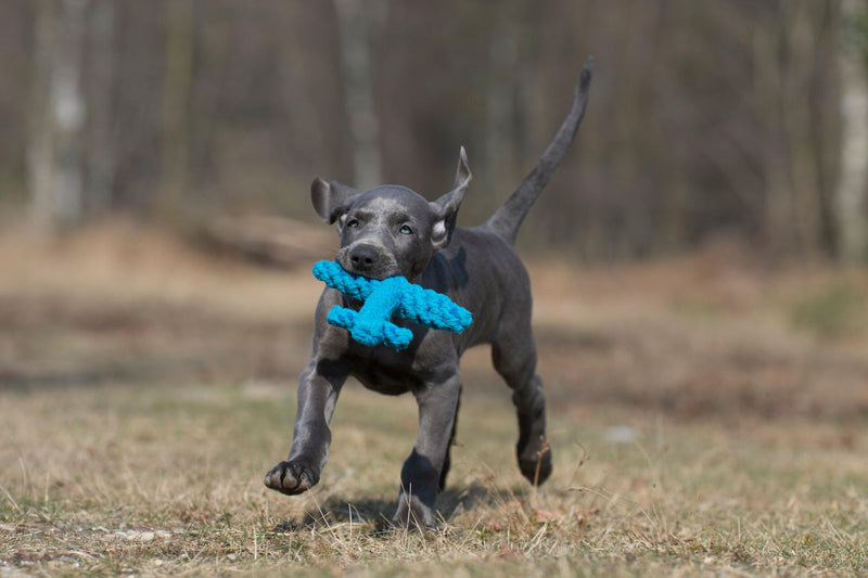 Hundespielzeug Angela Anker