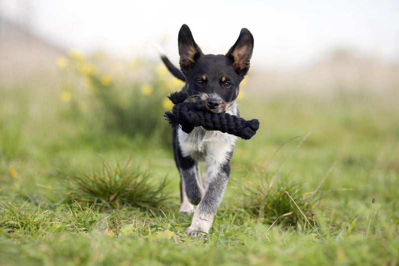 Hundespielzeug Kater Casanova