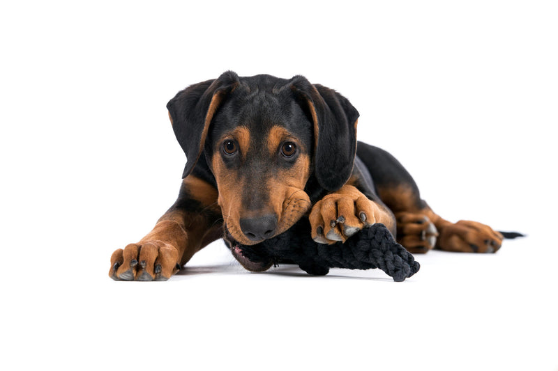 Hundespielzeug Kater Casanova