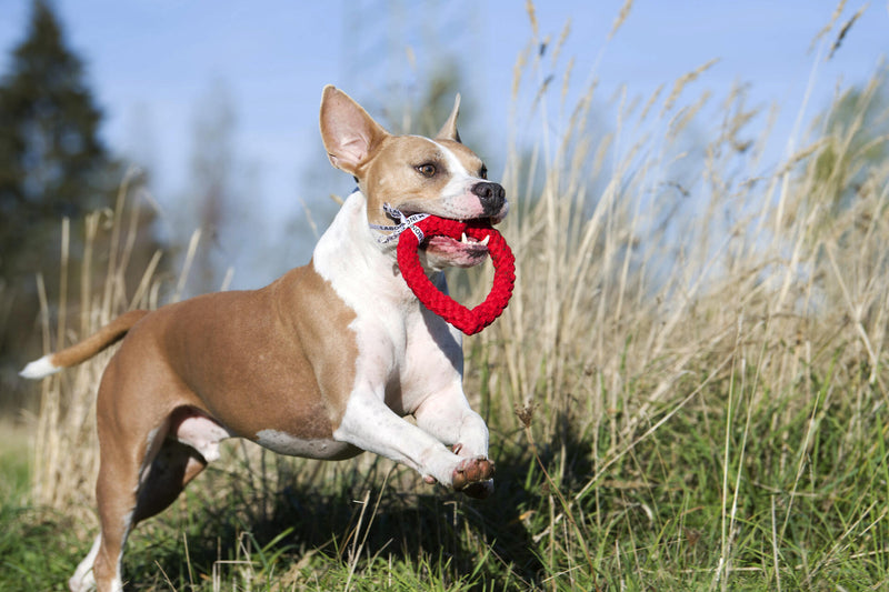 Hundespielzeug Hertha Heart