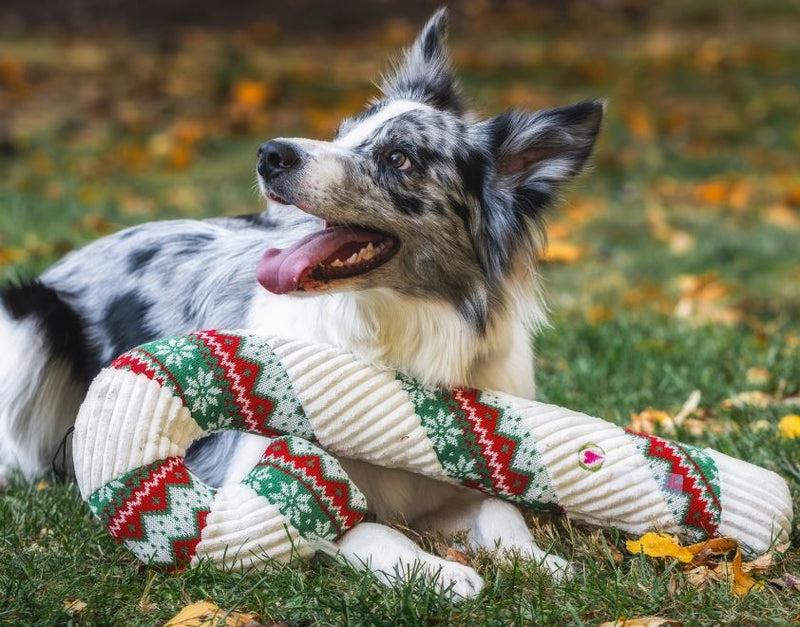Zuckerstange Candy Cane, Weiss-Grün-Rot