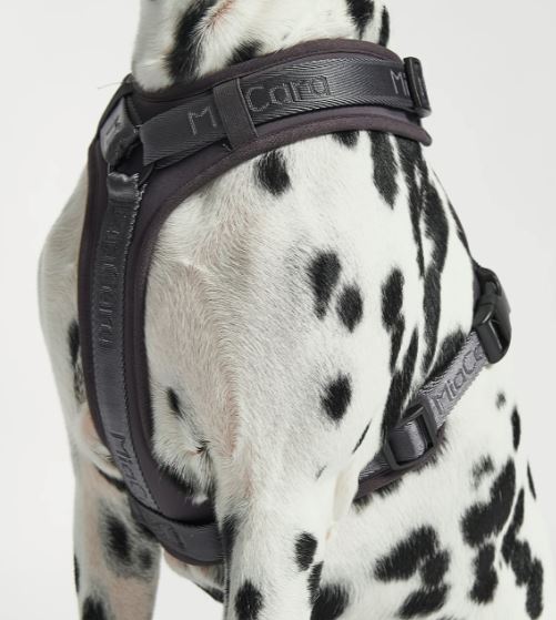 Modena Hundegeschirr, Asphalt