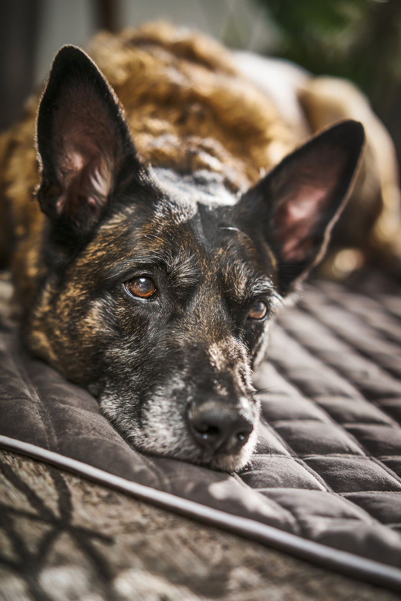 Hundesteppdecke Oxford - Samt, Stone
