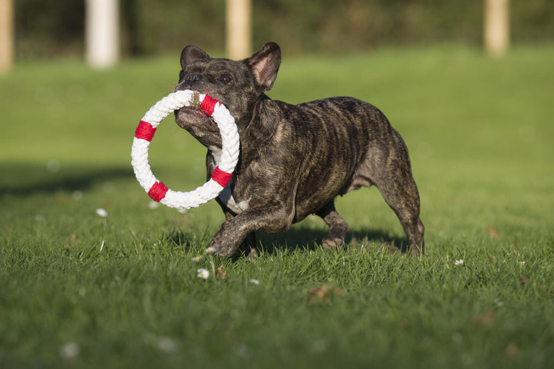 Hundespielzeug Rita Rettungsring