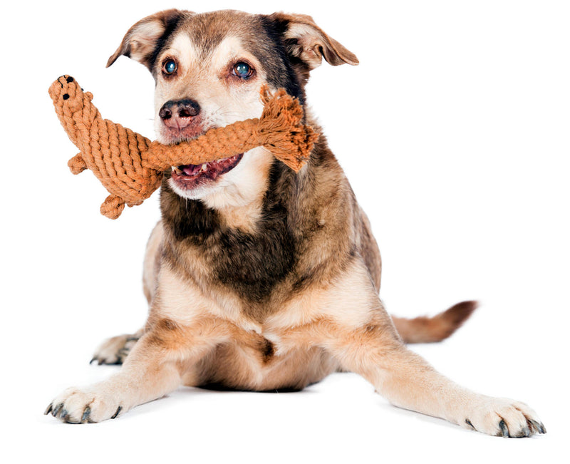 Hundespielzeug Eddie Eichhorn