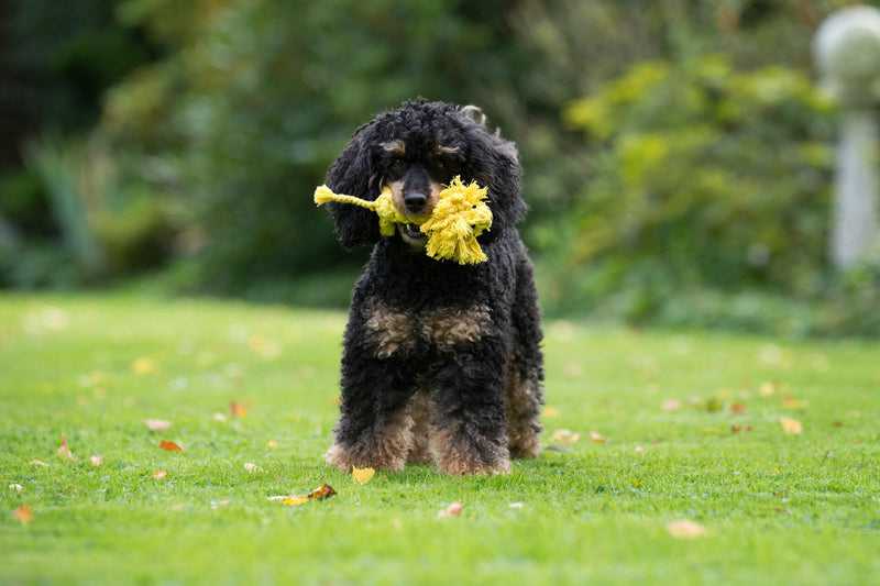 Hundespielzeug Leo Löwe