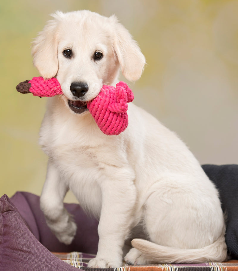 Hundespielzeug Franzi Flamingo