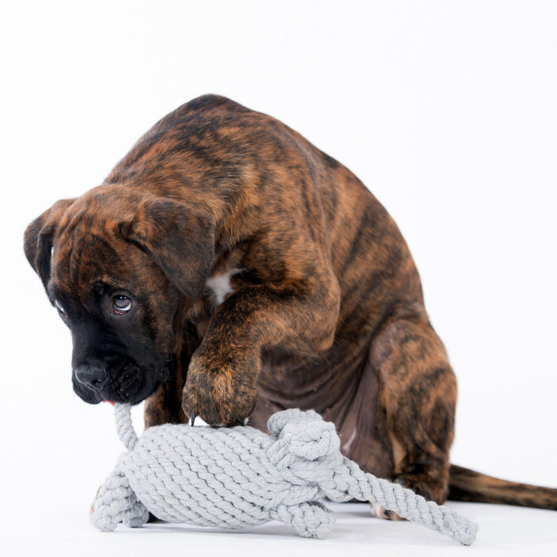 Hundespielzeug Elton Elefant L