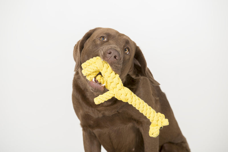 Hundespielzeug Gretchen Giraffe