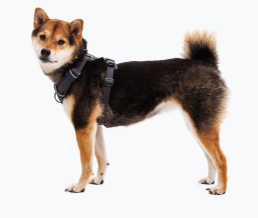 Front Range Harness, Basalt Grey