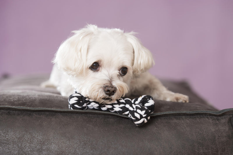 Hundespielzeug Bonnie Bone