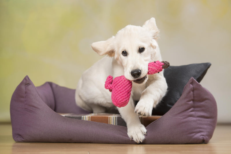 Hundespielzeug Franzi Flamingo