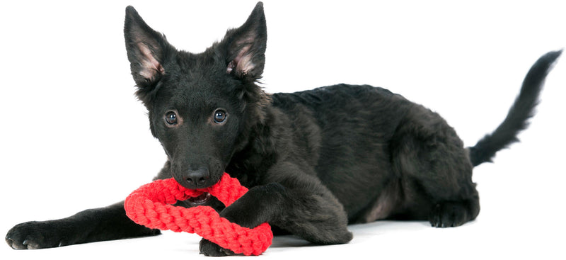 Hundespielzeug Hertha Heart