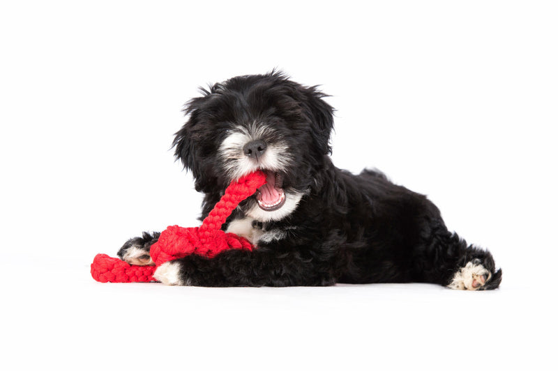 Hundespielzeug Hugo Hummer Jr.