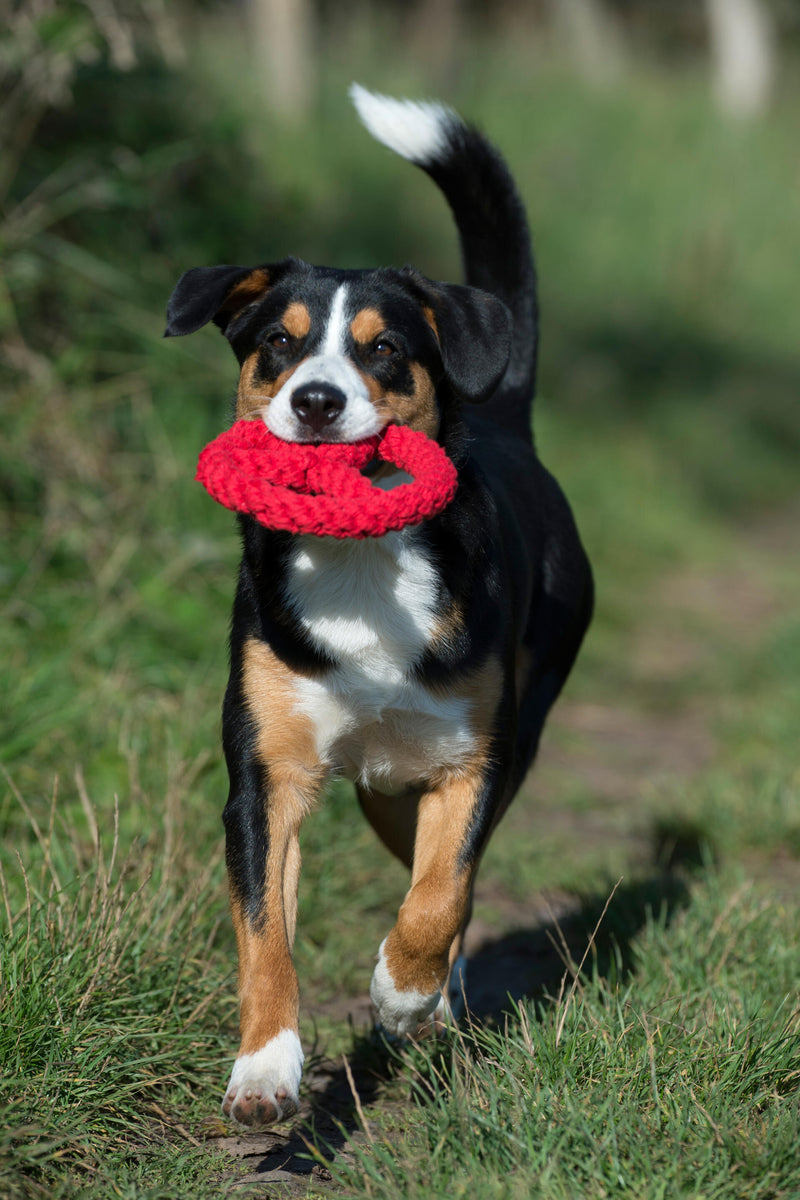 Hundespielzeug Paulchen Peace, Rot