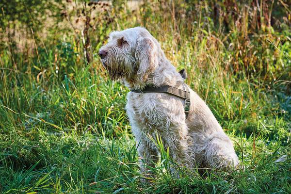 Norwegergeschirr Hunting braun oder schwarz