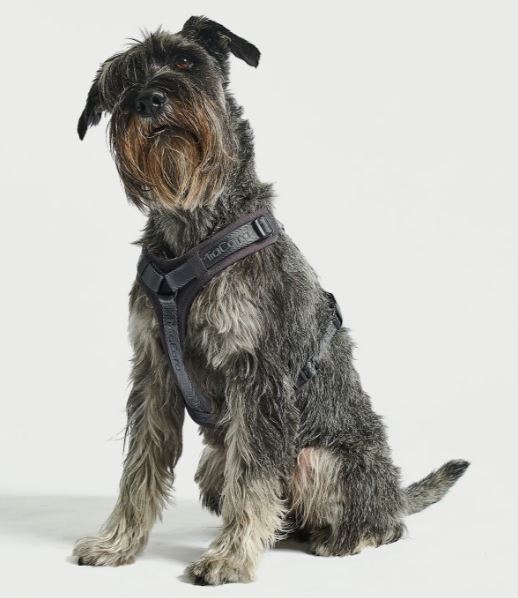 Modena Hundegeschirr, Asphalt