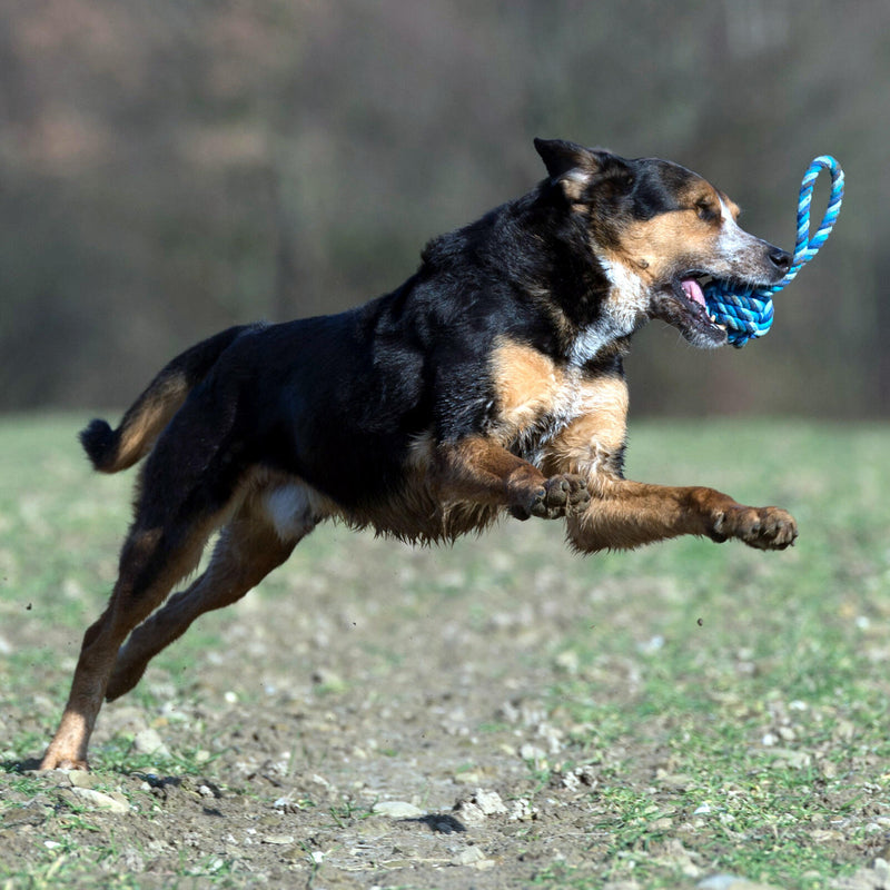 Hundespielzeug Schleuderball, Blau