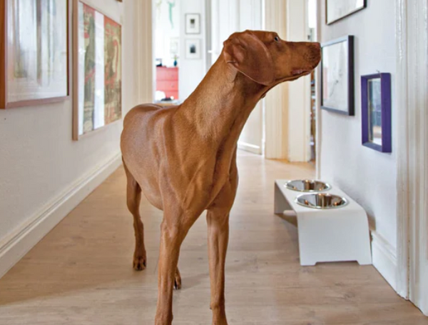 DogBar Cashmere grey, Grösse M