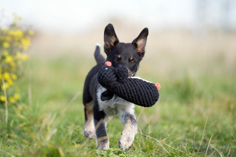 Hundespielzeug Poldi Pinguin