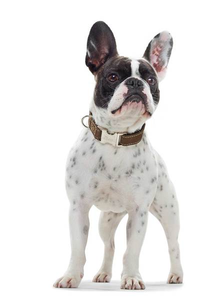 Halsband Hunting Alu-Strong braun