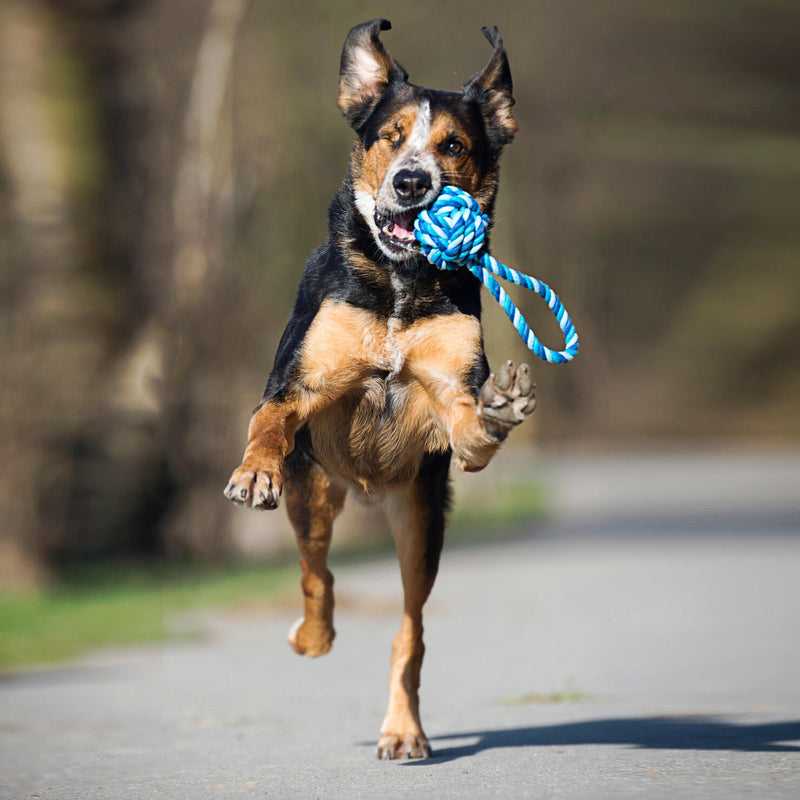 Hundespielzeug Schleuderball, Blau