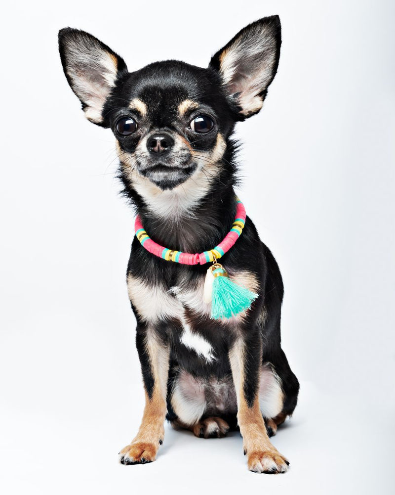 Bondi Beach Hundehalskette