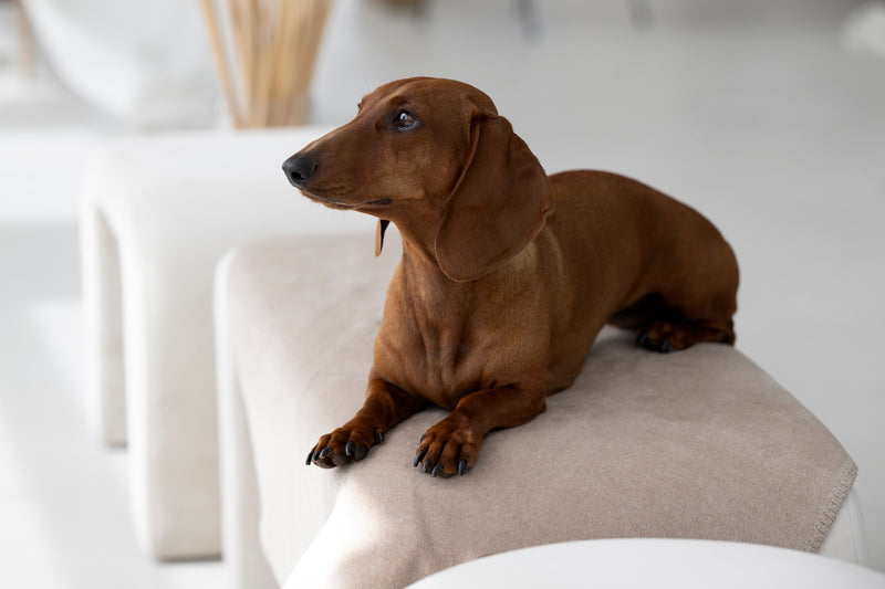 Hundedecke REVERSO, Taupe