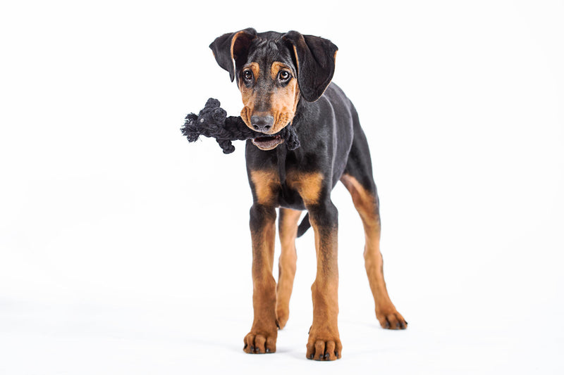 Hundespielzeug Kater Casanova