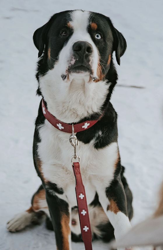 Halsband Swiss, Rot mit Schweizerkreuz