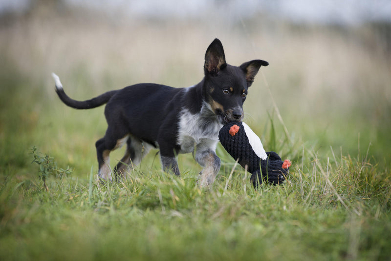 Hundespielzeug Poldi Pinguin