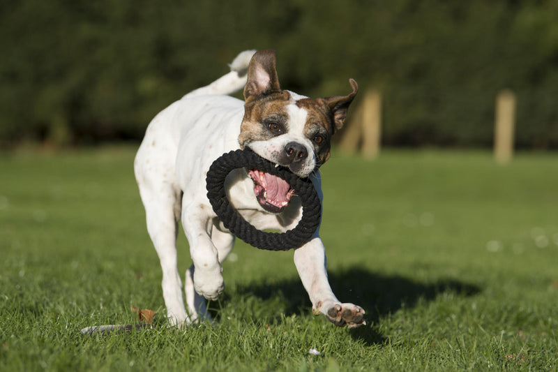 Hundespielzeug Ringo Ring
