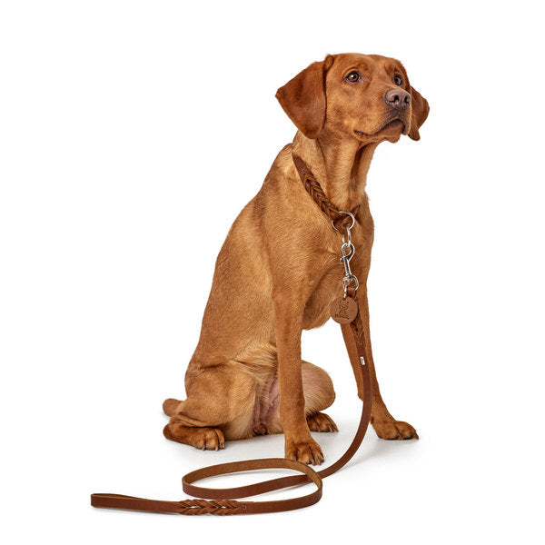 Dressurhalsband Solid Education Cognac