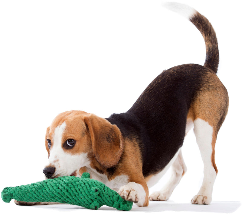 Hundespielzeug Kalli Krokodil