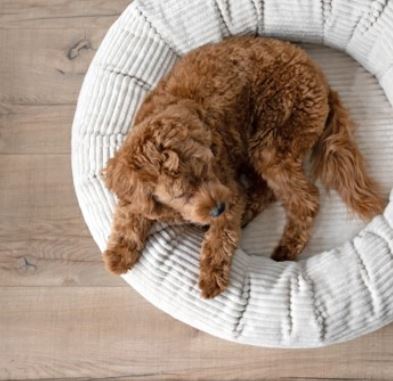 Hundebett Donut, K-Nax, Cord Creme