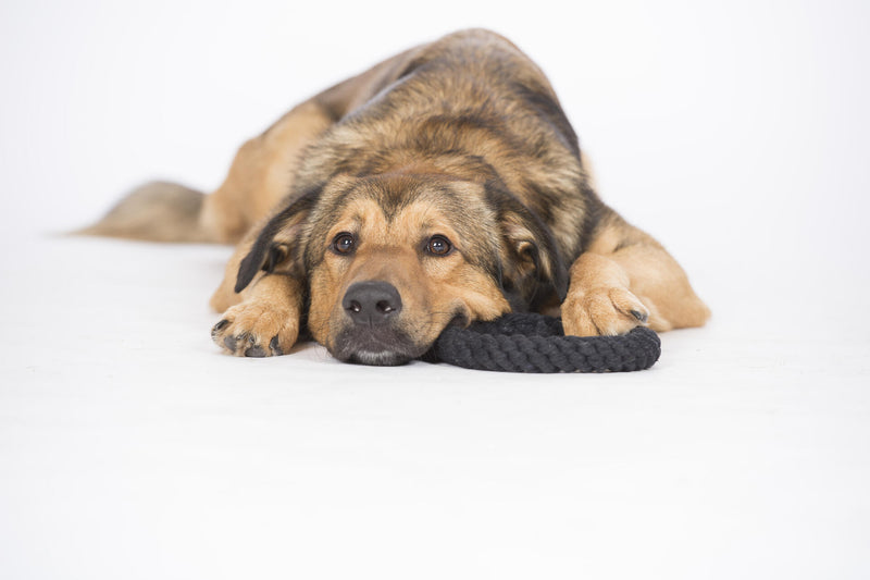 Hundespielzeug Ringo Ring