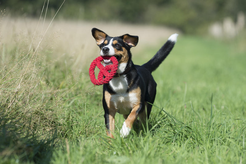 Hundespielzeug Paulchen Peace, Rot