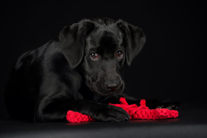 Hundespielzeug Hugo Hummer Jr.