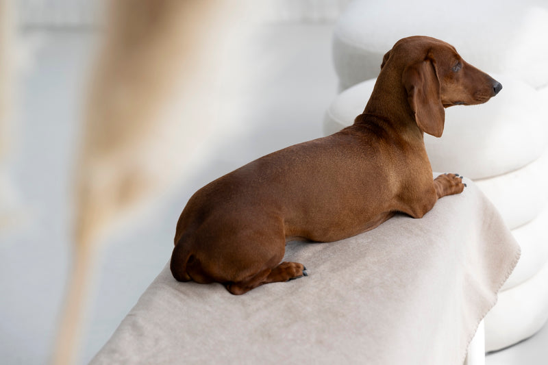 Hundedecke REVERSO, Taupe