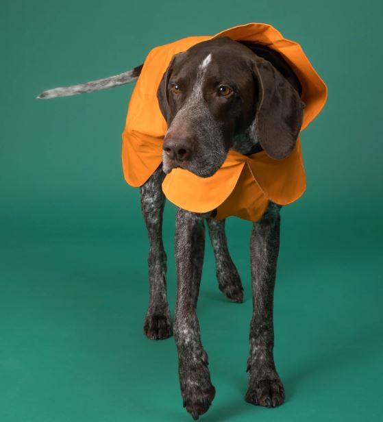 Hunderegenmantel reflektierend, Orange