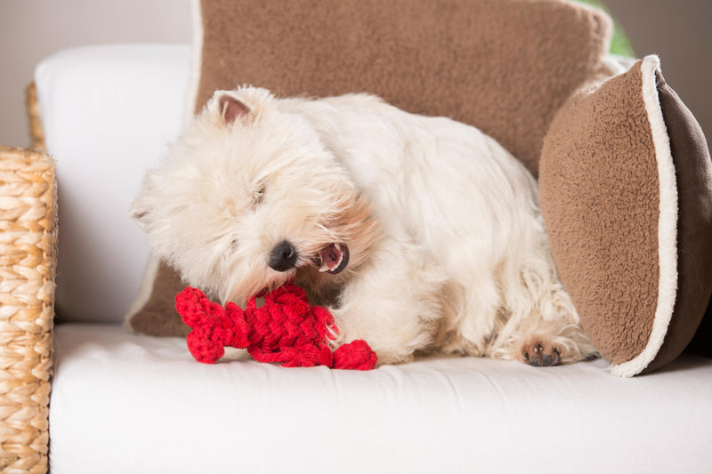 Hundespielzeug Hugo Hummer Jr.
