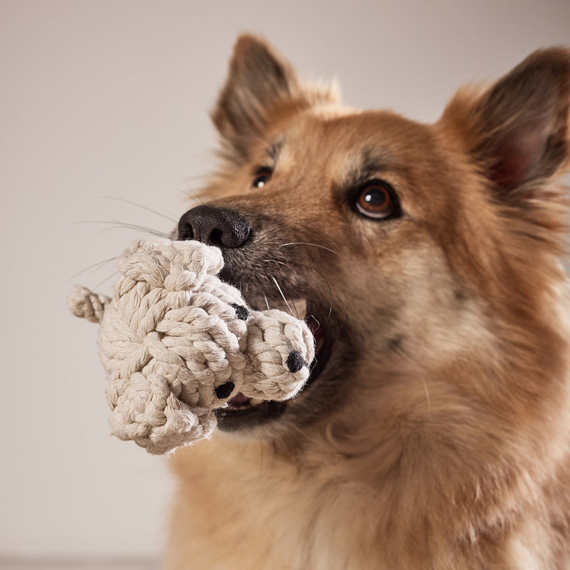 Hundespielzeug Tapsi und Richie Retriever
