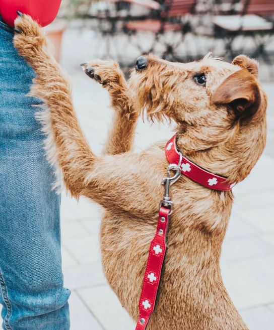 Halsband Swiss, Rot mit Schweizerkreuz