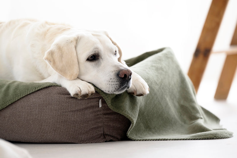 Hundedecke REVERSO, Olive-Natural